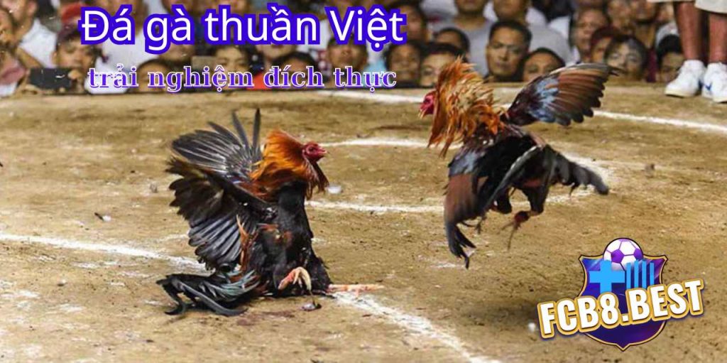 Đá gà thuần Việt